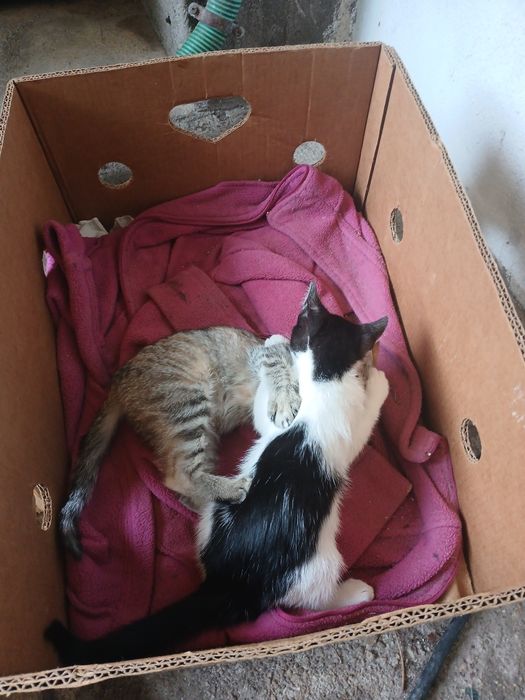 Gatinhas para doação