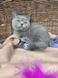 Продам Шотландських котят плюшевая девочка Страйт 12
