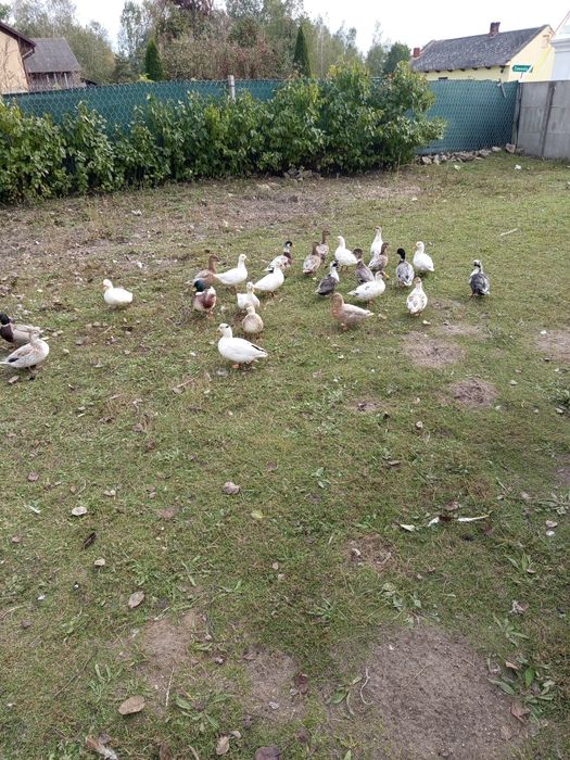 Kaczki call duck kanadyjki