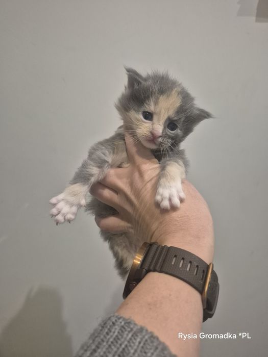 Kolorowa dziewczynka rasy Maine Coon!