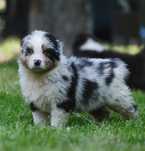 Piesek blue merle długi ogon owczarek australijski ZKwP/FCI