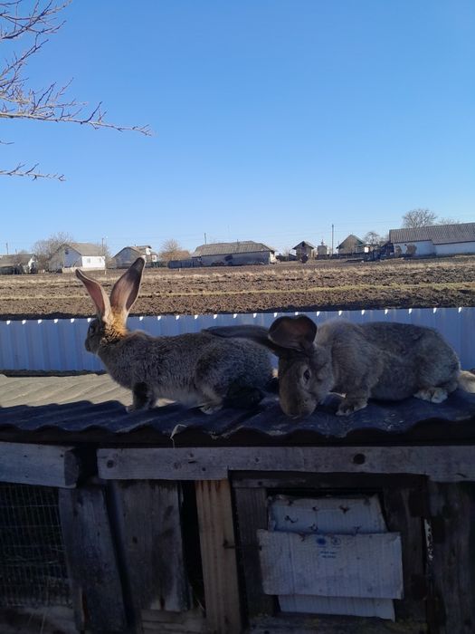 Самочка породи фландер.