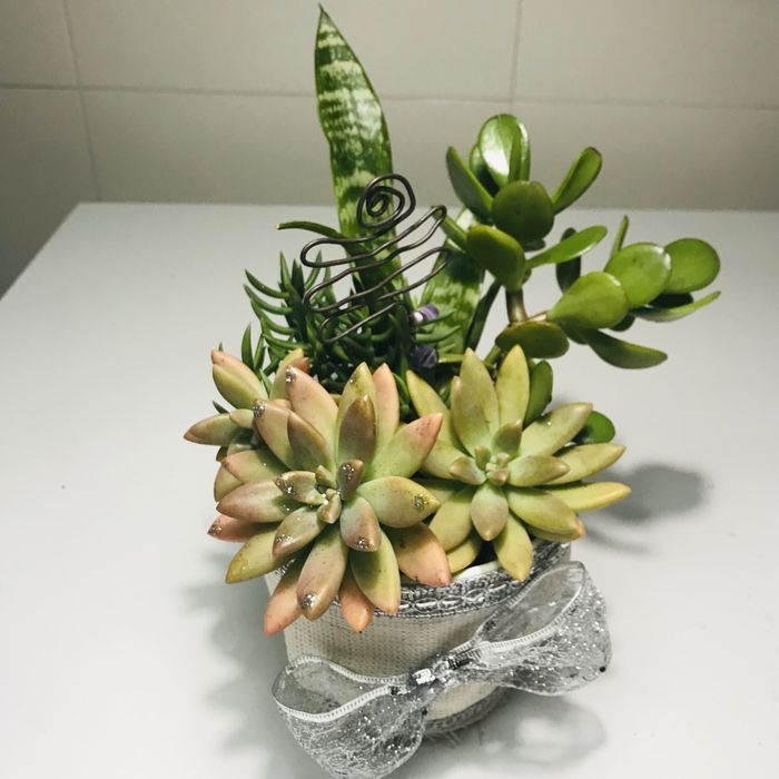 Suculentas em vaso para natal