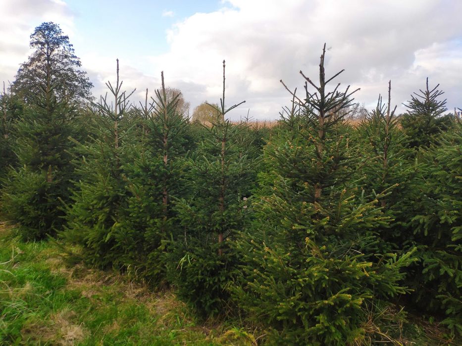 sprzedaż choinek świerkowych