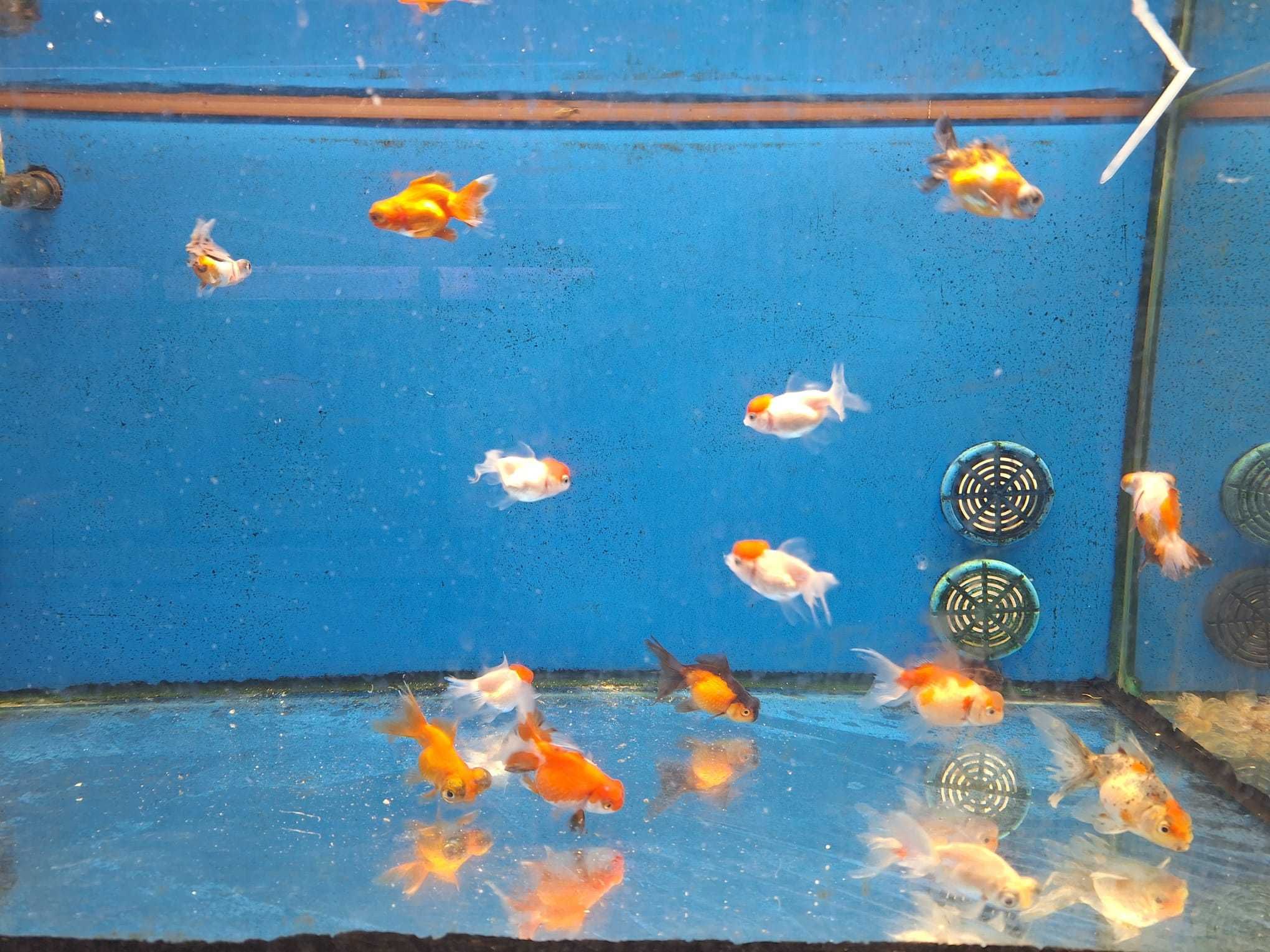 Orandas, Goldfish