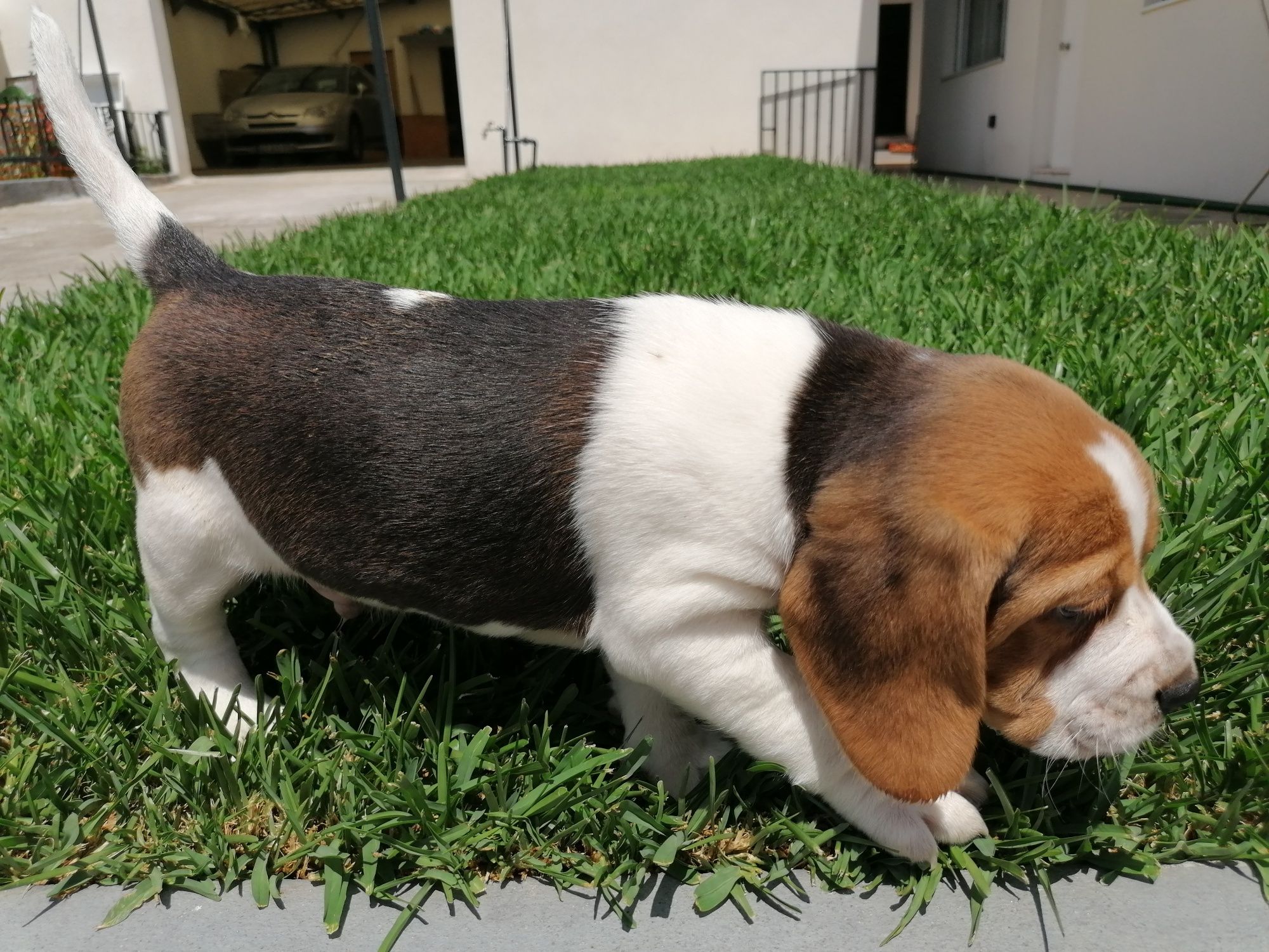 Beagle bebé super simpatico