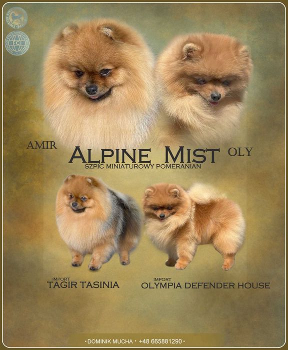Szpic miniaturowy Pomeranian suczka odbiór grudzień ZKwP/FCI
