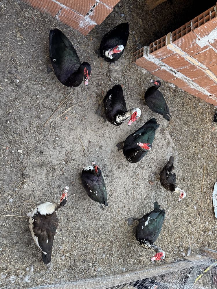 Patos mudos macho