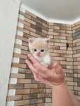 Котик шукає нову сім'ю