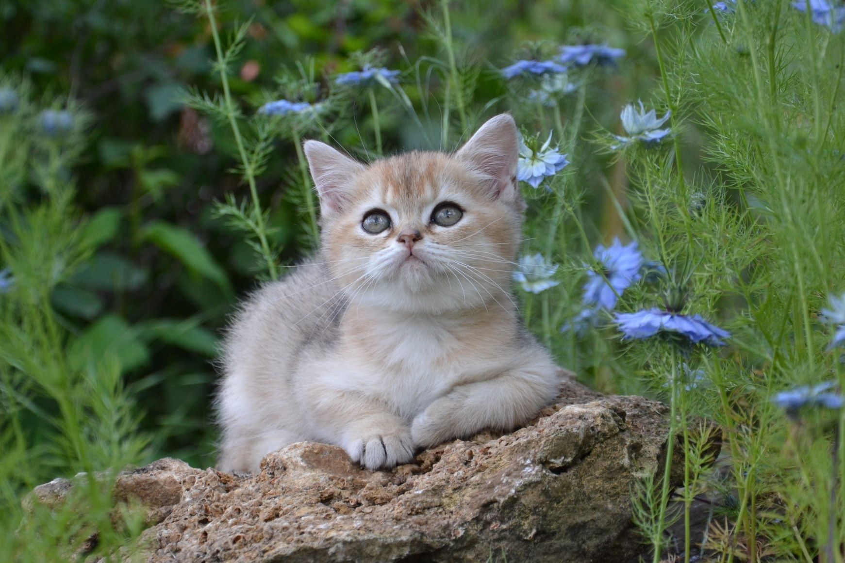 Породистый британский котёнок мальчик из питомника