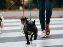 Pet walking/Sitter (passear cães/tomar conta de animais)