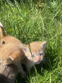 Красиві ласкаві котики в люблячу сімю