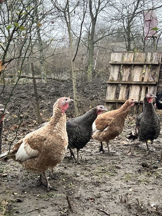 Продам індики , домашні ідинки , індики , продам тушку індика