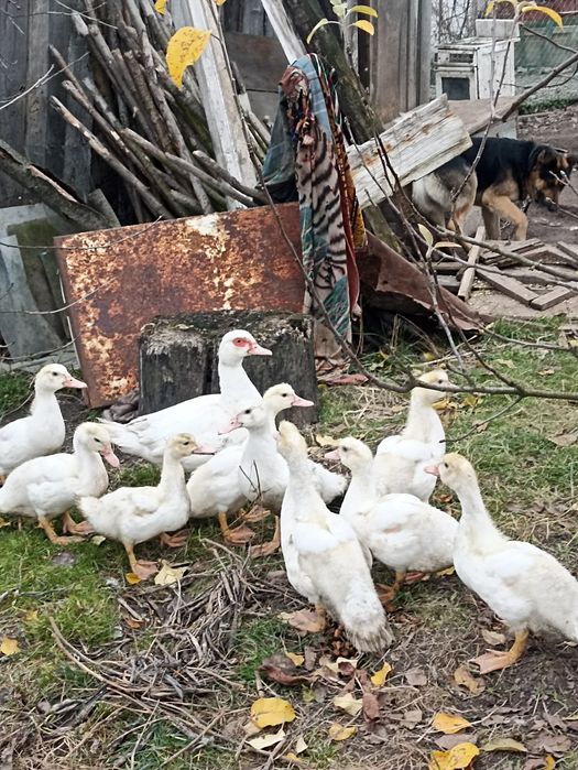 Продам індокаченят