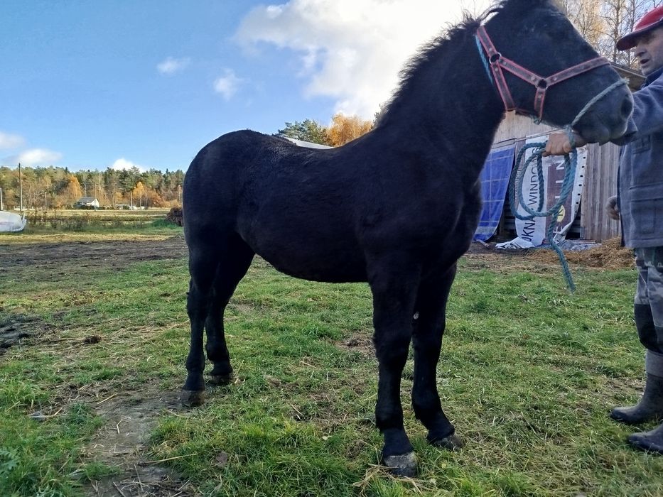 Ogierek 7 miesięcy! Ciemny Siwy!