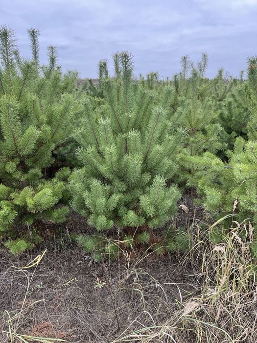 Продам Ялинки Новорічні