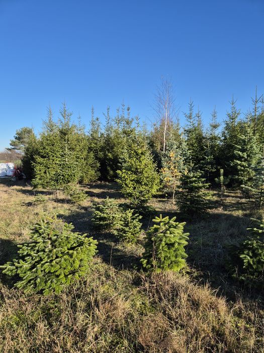 Sprzedaż choinek prosto z plantacji