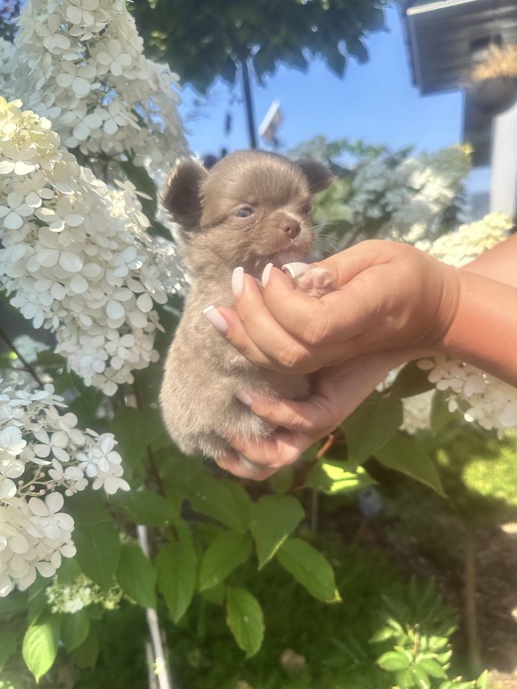 ***laleczka mini sunia chihuahua***