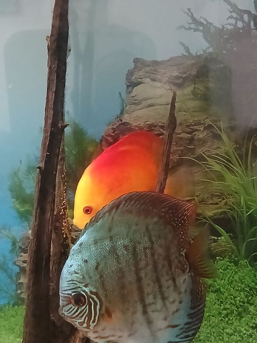 Дискусы нерестовая пара