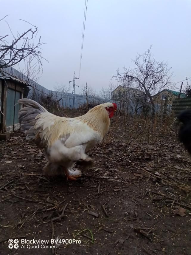 Продам півнів 1,5 річних