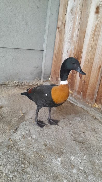 Gęsi ozdobne Kazarka obrożna