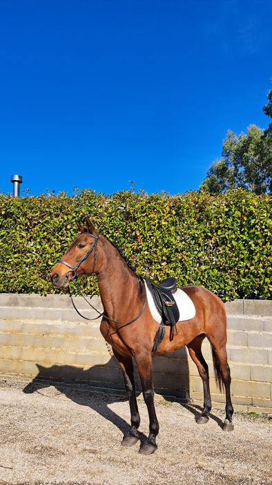 Égua PSL livro azul