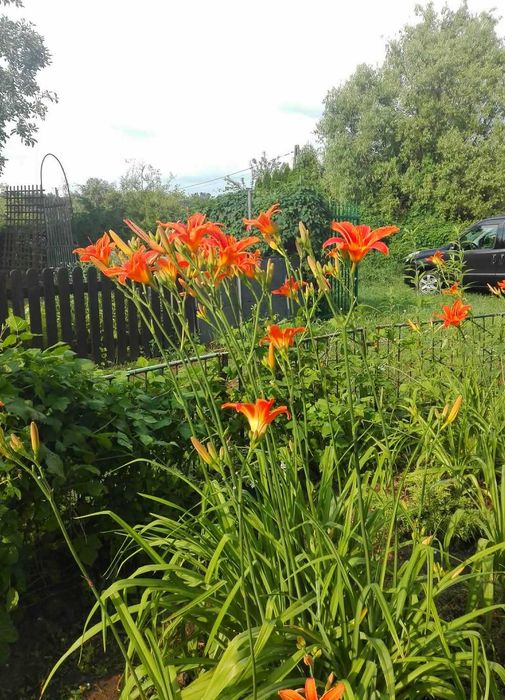 Dzialka ROD Leśnik, Przybyszewskiego