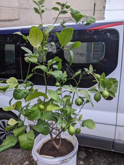 Лимон дерево, лимонне дерево