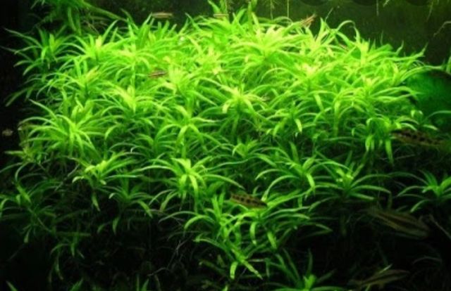 Heteranthera zosterifolia roślina do akwarium.