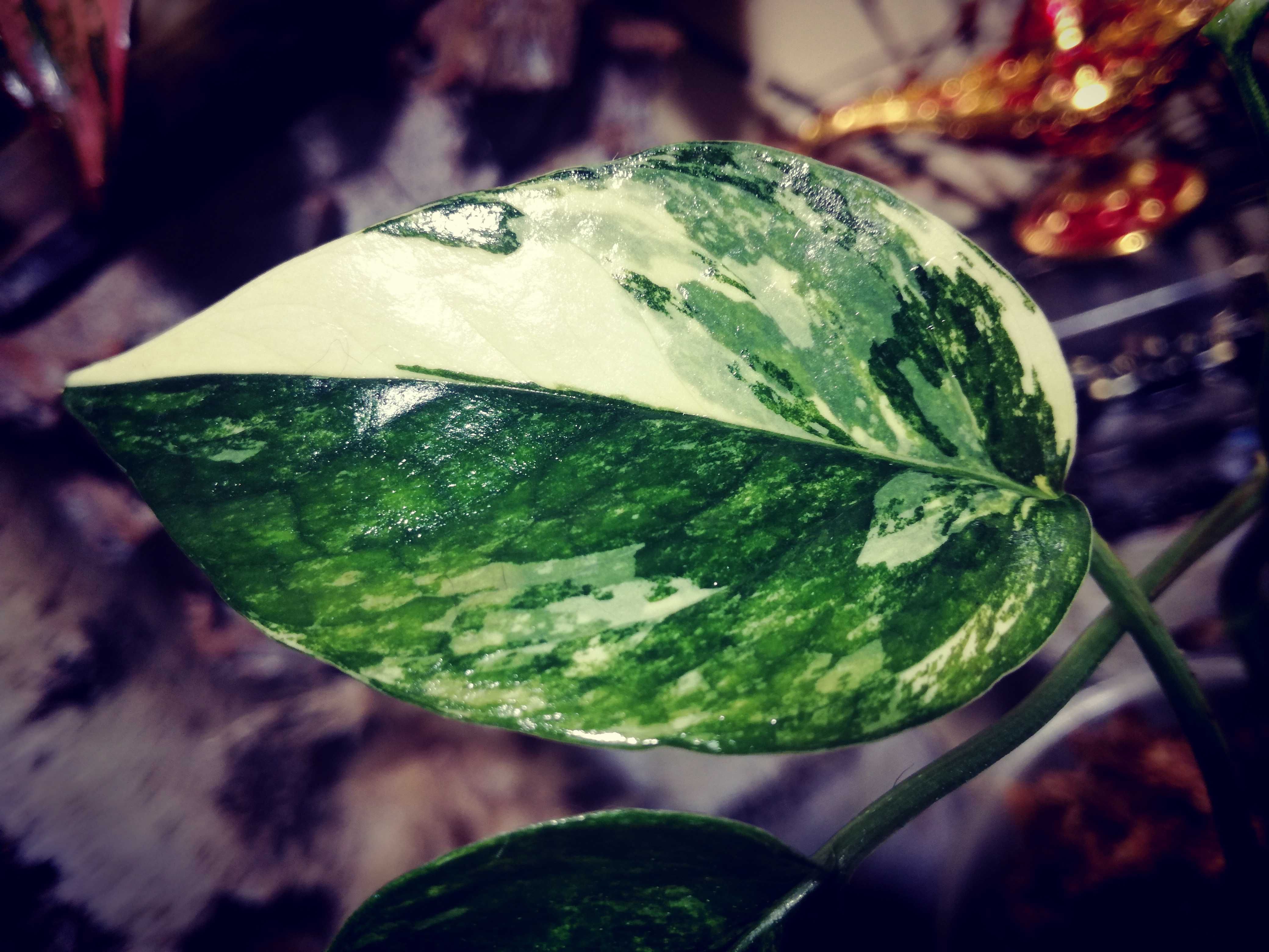 Epipremnum Pinnatum Variegata Albo PIĘKNOŚĆ monstera REZERWACJA