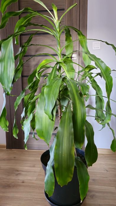 Palma Yucca na sprzedaż