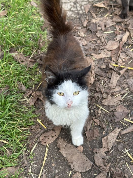 Котята в хорошие руки. Бесплатно!