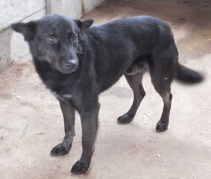 LIRYK średni, czarny pies do adopcji