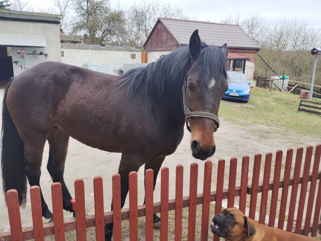 Klacz 3 lata. Kłusak Francuski