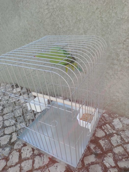 Vendo kit papagaio reng neck + gaiola