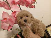 Maltipoo chlopak