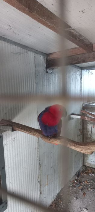 Vendo papagaio  feminina eclética