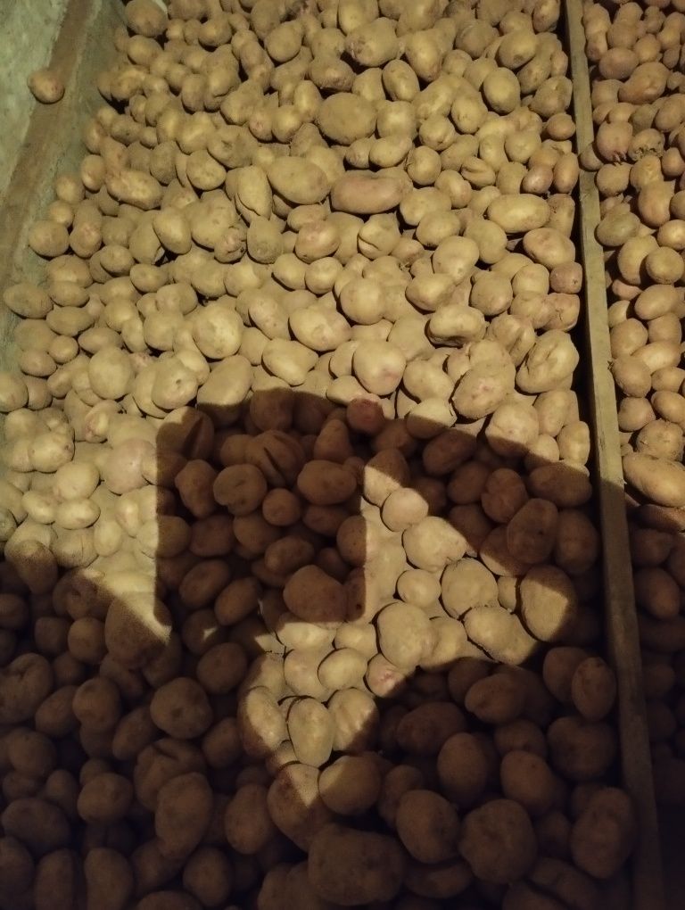 Batatas brancas ler o anúncio
