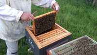 sprzedam pszczoły rasy Krainka odmiana sklenar 47