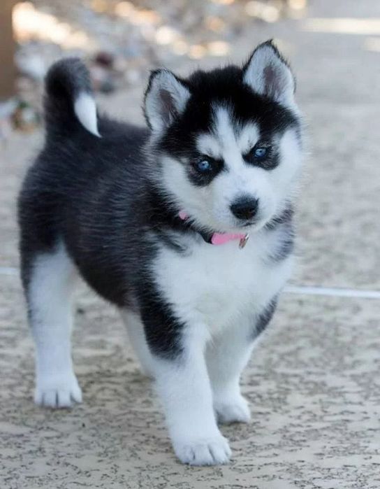 Syberian Husky szczenię