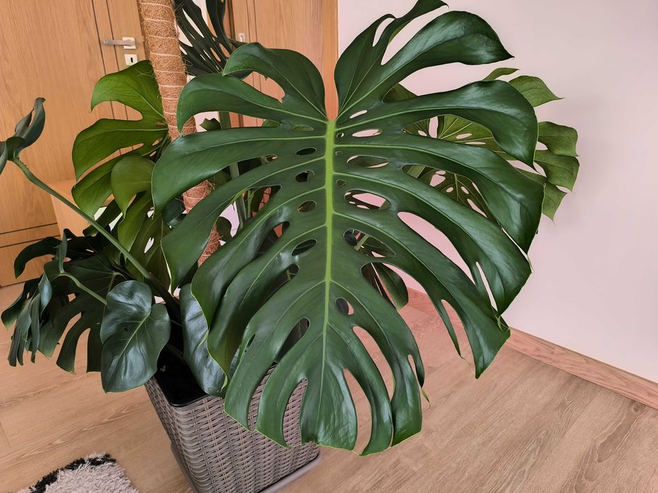 Monstera Deliciosa (Costela-de-Adão)