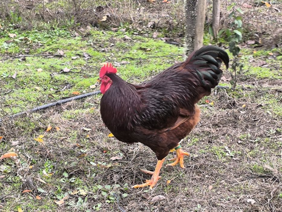 Prontos para novos voos