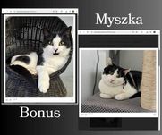 BONUS i MYSZKA – dwa łaciate koty ze schroniska proszą o nowy dom!