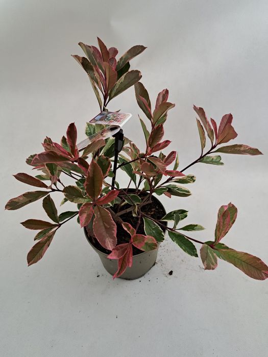 Głogowik zimozielony pink marble czerwony piekny mrozpodprny