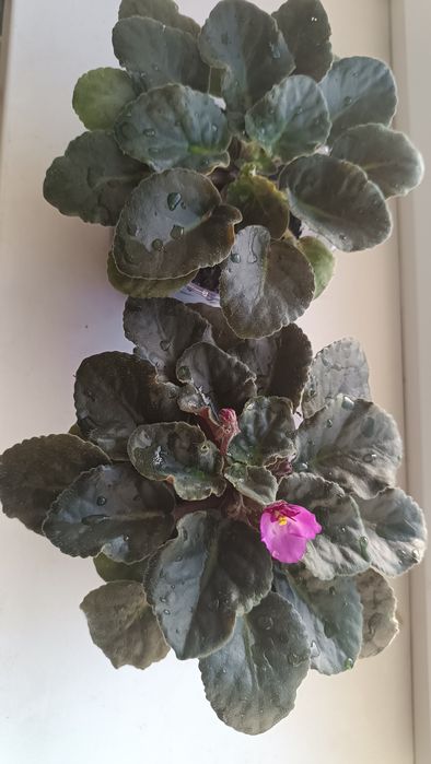 Фиалка сиреневая