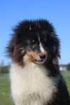 Owczarek szetlandzki sheltie piesek tricolor ZKwP/FCI