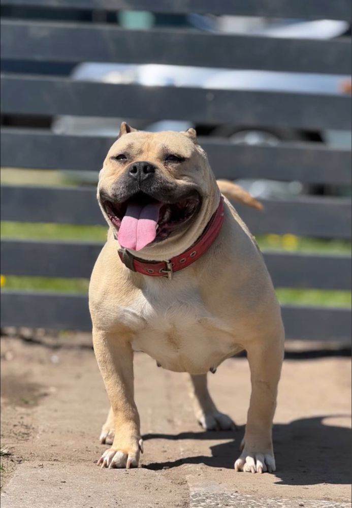American Bully ABKC merle tricolor