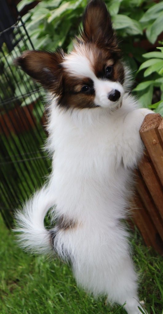Papillon ZKWP/FCI - Pies- urodzony 13.03.2025r.- zarezerwowany