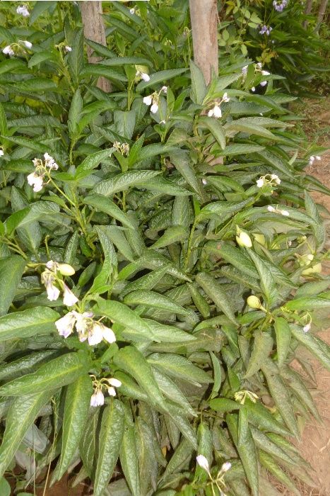 Planta Melão Andino