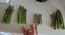 СПАРЖА, продам, 250+ за кг, 4 типорозміри